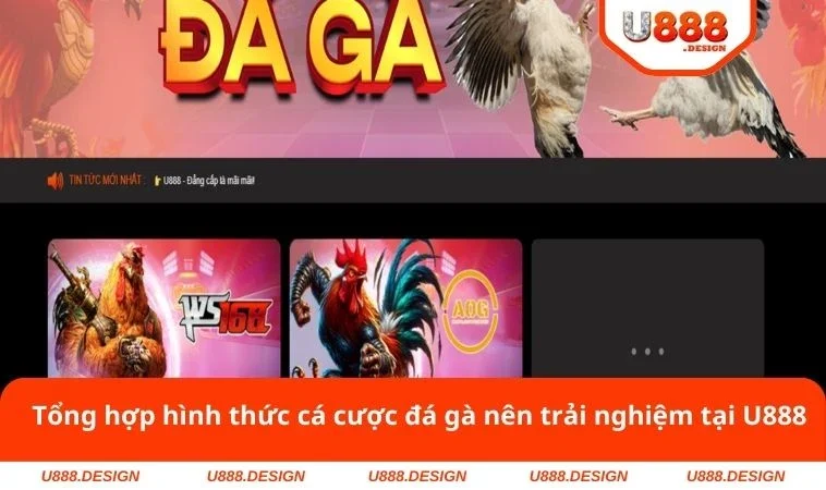 Tổng hợp hình thức cá cược đá gà nên trải nghiệm tại U888